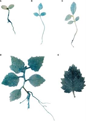 The upstream regulatory mechanism of BplMYB46 and the function of upstream regulatory factors that mediate resistance to stress in Betula platyphylla